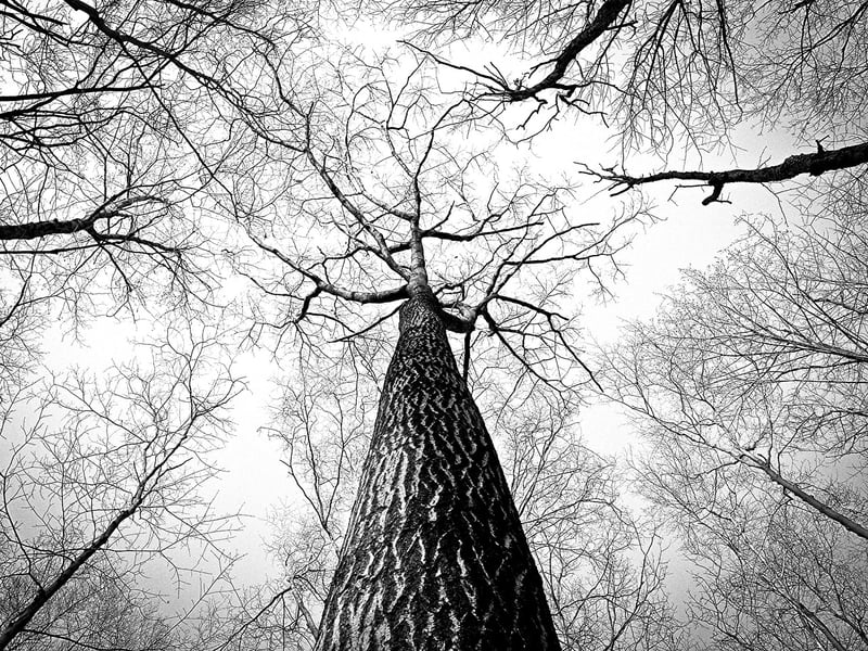 Tree Canopy Locations